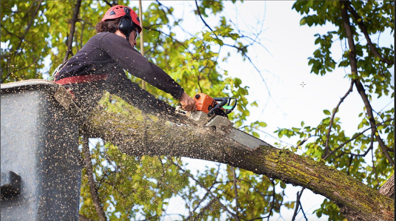 Tree removal project